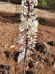 Drimia numidica
