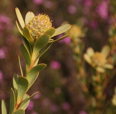 Leucadendron coriaceum