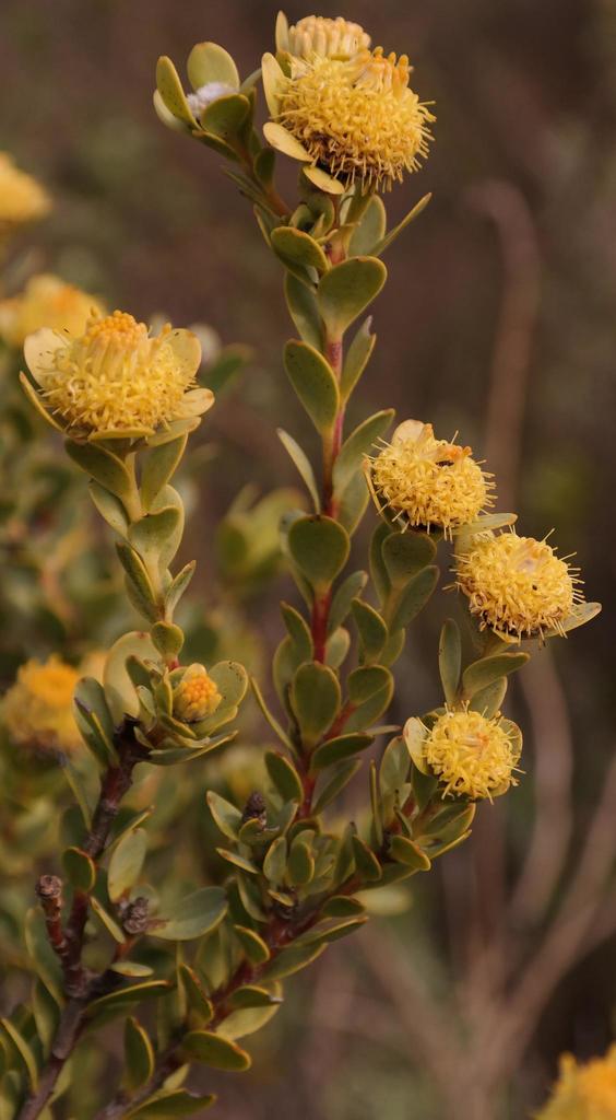 Sandveld Conebushes