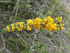 Berberis chilensis