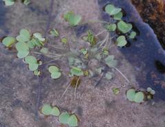 Oxalis dregei