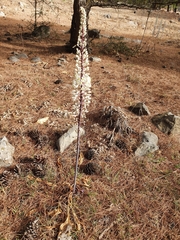 Drimia numidica