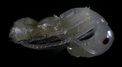 Camponotus nylanderi