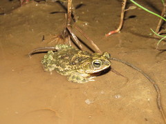 Rhinella major