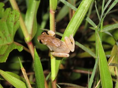 Dendropsophus joannae