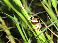 Dendropsophus joannae