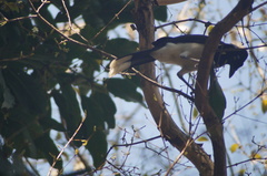Cyanocorax cyanopogon