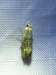 Eucosma argutipunctana