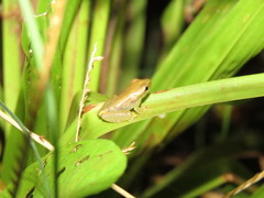 Dendropsophus nanus