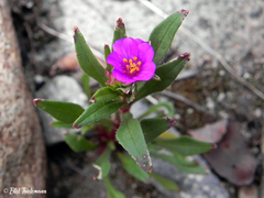 Calandrinia compressa