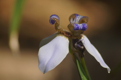 Trimezia gracilis