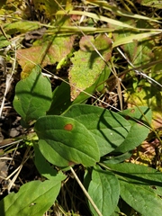 Prunella grandiflora
