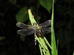 Erythrodiplax attenuata