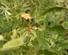 Hippodamia caseyi