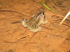 Leptodactylus leptodactyloides