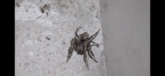 Parawixia audax