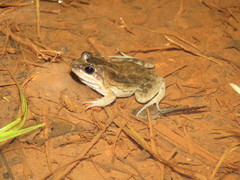 Leptodactylus leptodactyloides