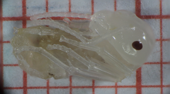 Camponotus nylanderi