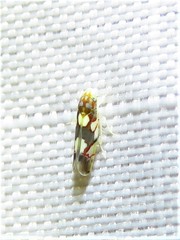 Erythroneura elegans