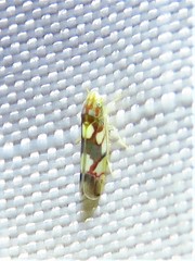 Erythroneura elegans