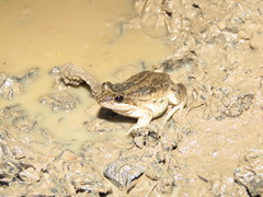 Leptodactylus podicipinus