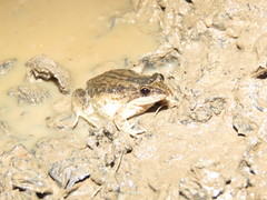 Leptodactylus podicipinus