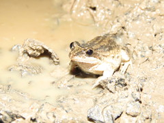 Leptodactylus podicipinus