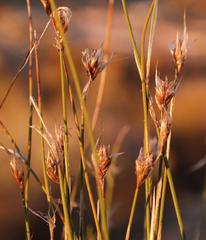 Thamnochortus schlechteri
