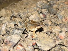 Leptodactylus petersii