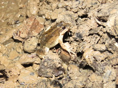 Leptodactylus petersii