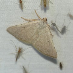 Taeniogramma tenebrosata