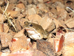 Leptodactylus petersii