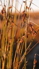 Thamnochortus schlechteri