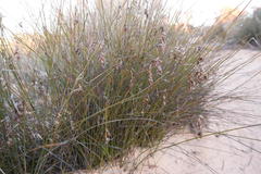 Thamnochortus schlechteri