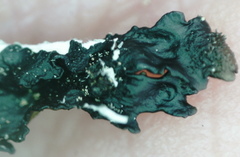 Xanthoparmelia loxodes