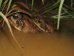 Rhinella diptycha