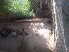 Sus scrofa domesticus