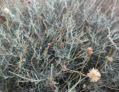 Heterolepis peduncularis