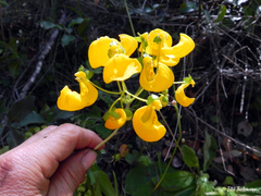 Calceolaria philippii