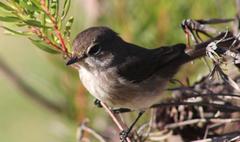 Muscicapa adusta adusta