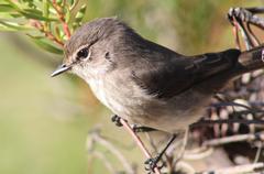 Muscicapa adusta adusta