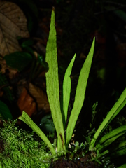Polytaenium feei