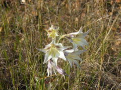 Gladiolus tristis