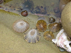 Cellana capensis