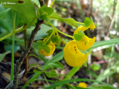 Calceolaria philippii