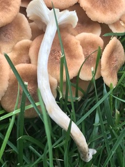Armillaria mellea