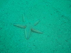 Astropecten irregularis pontoporeus