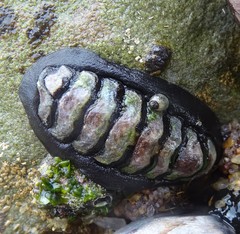 Onithochiton literatus