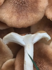 Armillaria mellea