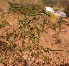 Oxalis tenella